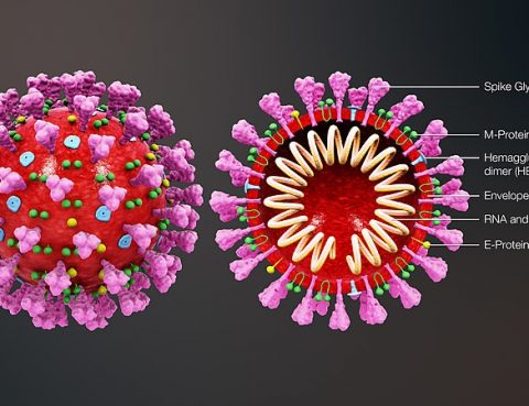 3D medical animation coronavirus structure