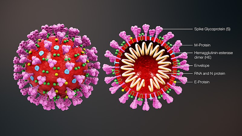 3D medical animation coronavirus structure